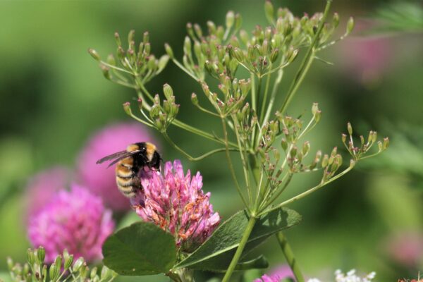 Kloverhumla med svartgula ränder sitter och samlar nektar i en rosa klöverblomma. Runt den syns gröna blad och späda stjälkar med små knoppar, mot en mjukt suddig grön bakgrund.
