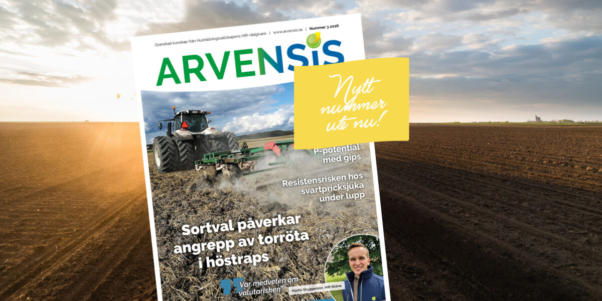 Omslag till tidningen ARVENSIS (Nummer 3 2026) visar en traktor som bearbetar en åker; text: “Nytt nummer ute nu!”, “Sortval påverkar angrepp av torröta i höstraps”, “P-potential med gips”, “Resistensrisken hos svartpricksjuka under lupp”.