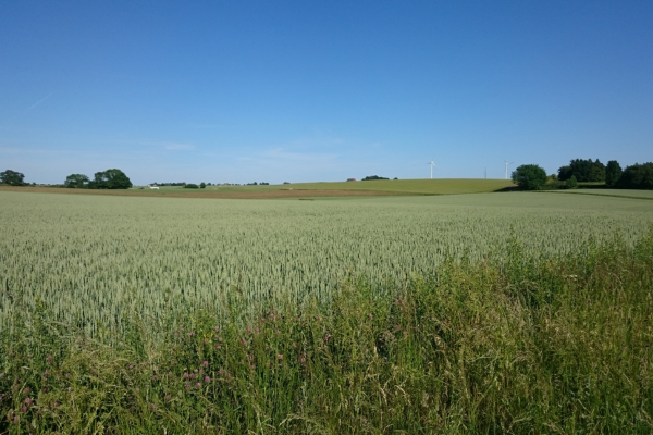 Spannmålsfält breder ut sig över ett böljande landskap, med höga strån i förgrunden och en gräsig dikeskant med små blommor. I bakgrunden syns kullar, träd och flera vindkraftverk under klarblå himmel.