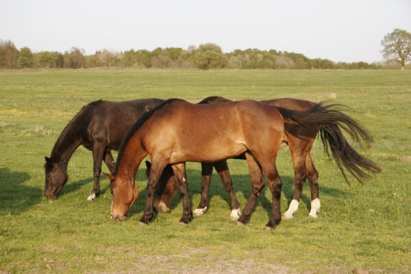 Three horses graze with heads down in a green pasture, including a brown horse in the foreground with its tail lifted and a darker horse beside it, with open fields and a tree line under a pale sky.