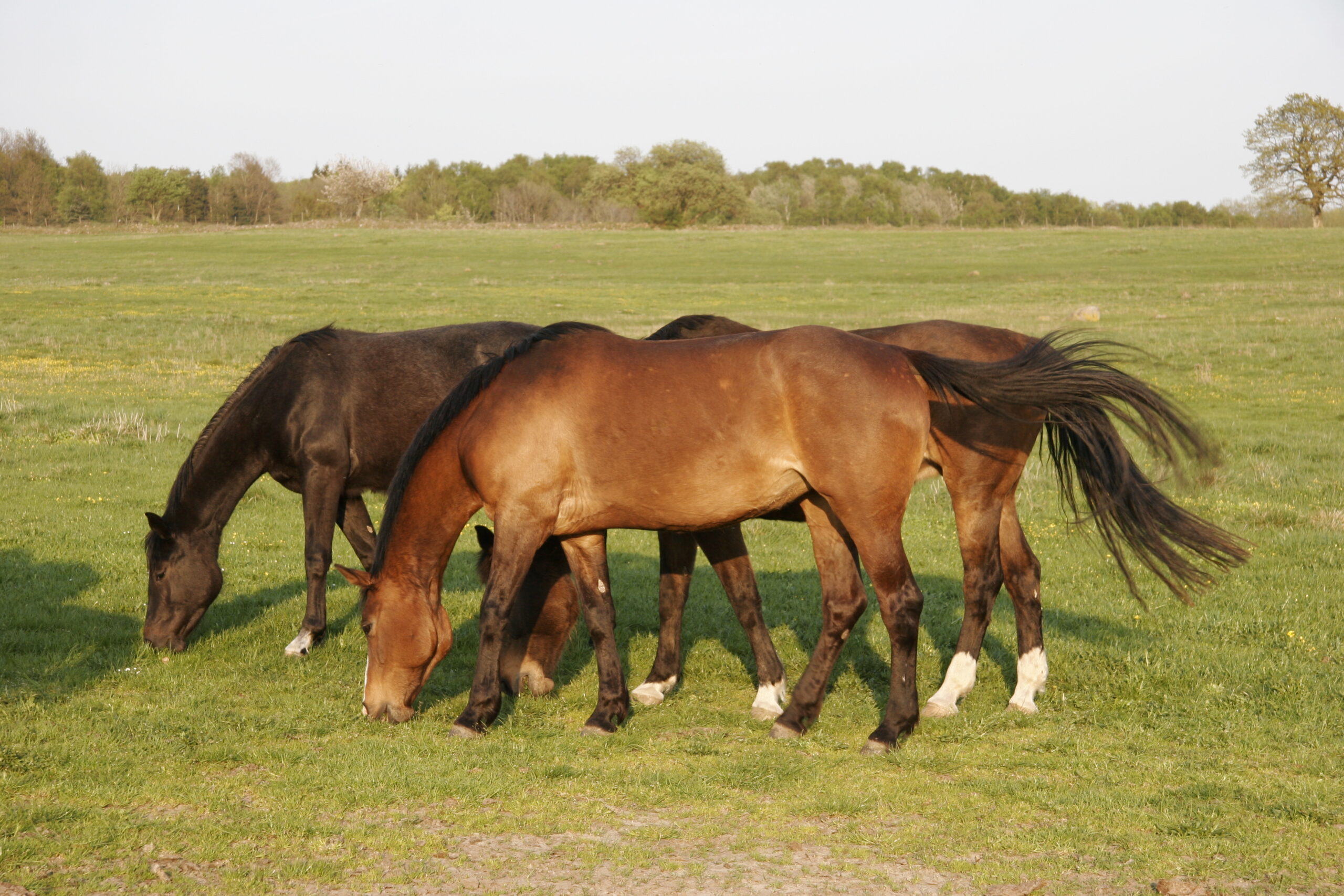 Three horses graze with heads down in a green pasture, including a brown horse in the foreground with its tail lifted and a darker horse beside it, with open fields and a tree line under a pale sky.