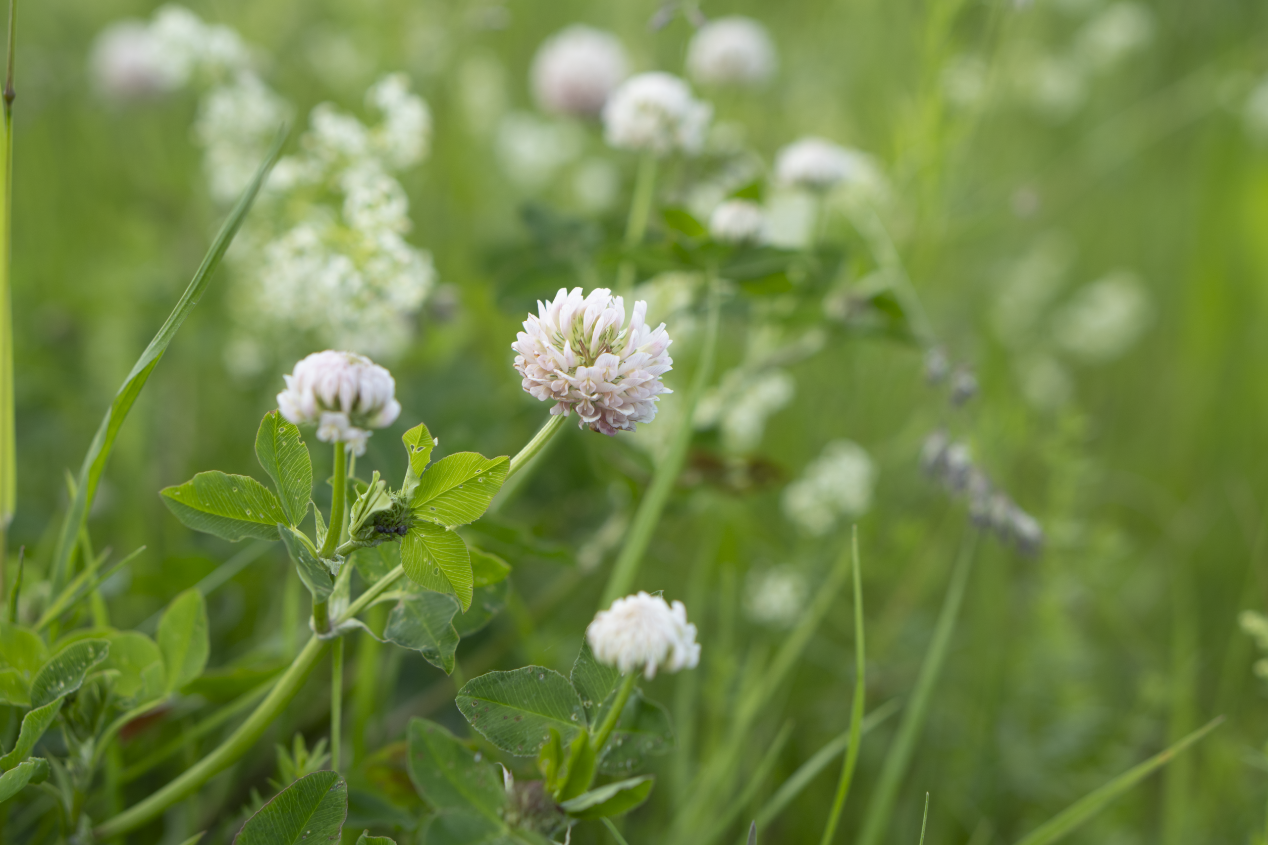 Vitklöverblomma i närbild lutar sig lätt på en grön stjälk, med tydliga treklöverblad i förgrunden. Flera suddiga klöverblommor och gräs syns i bakgrunden, vilket ger en mjuk sommarkänsla.