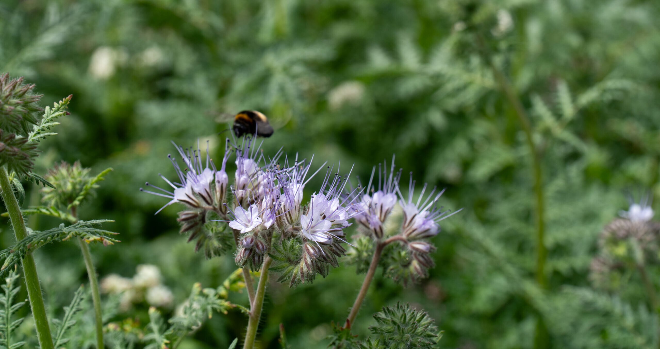 En humla sitter på en klase ljuslila blommor och samlar nektar. I förgrunden syns blomman skarpt med långa ståndare, medan bakgrunden är mjukt suddig av grön växtlighet och fler knoppar.