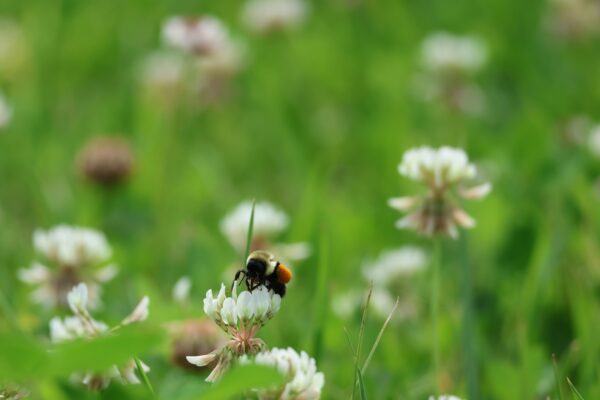 Bumblebee with a bright orange pollen sac clings to a white clover blossom, feeding among tall green grass. Soft-focus meadow background shows scattered clover flowers, creating a calm springtime nature scene.
