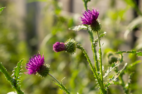 Three purple thistle flowers bloom on spiky green stems, their bristly buds catching sunlight. Two blossoms face upward while a smaller bud leans sideways, set against a softly blurred green meadow background.