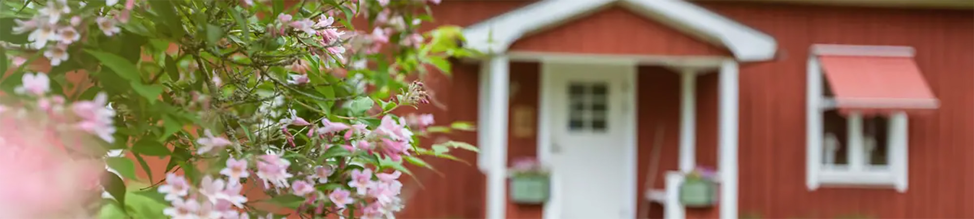 Rosa blommor och gröna blad fyller förgrunden medan en röd träbyggnad med vit dörr och liten veranda syns suddigt i bakgrunden, som ett lugnt gårdshus i somrig miljö.