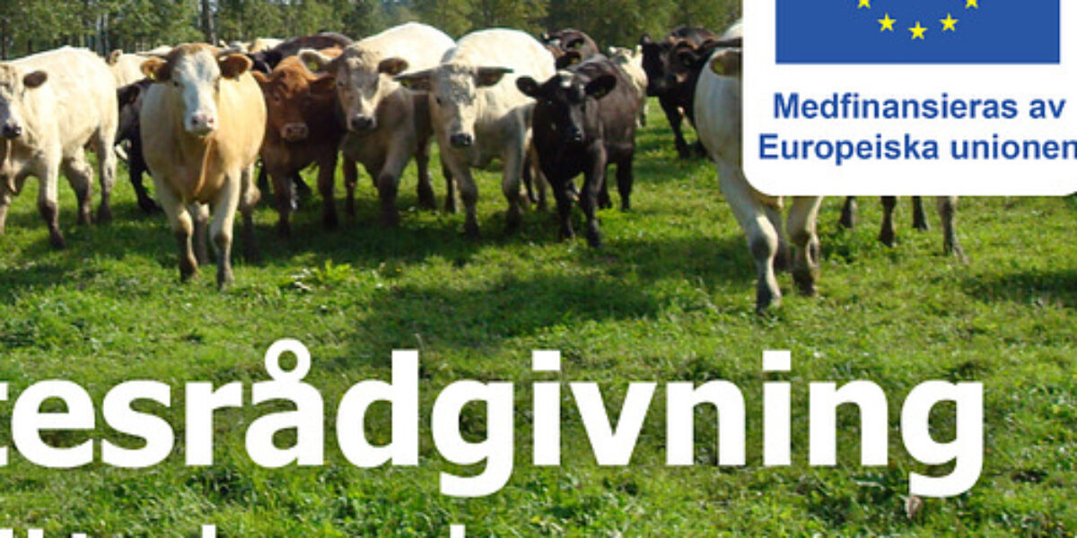 Herd of cows stands and walks across a green pasture with trees in the background. Swedish text reads “...esrådgivning ...ötaland,” alongside an EU flag and the words “Medfinansieras av Europeiska unionen.”