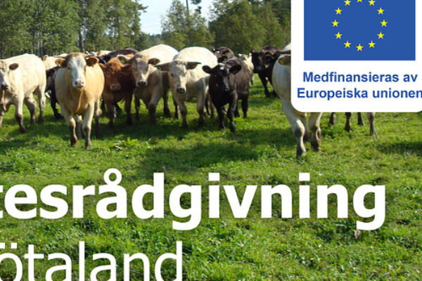Herd of cows stands and walks across a green pasture with trees in the background. Swedish text reads “...esrådgivning ...ötaland,” alongside an EU flag and the words “Medfinansieras av Europeiska unionen.”