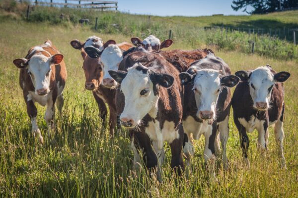 Group of brown-and-white cows stands and walks toward the camera in tall green pasture grass, ears tagged and faces alert. Sunlit hillside and fence lines appear in the background, suggesting a rural farm field.