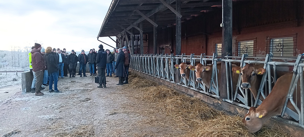 Grupp människor i vinterkläder lyssnar på en guidning vid en ladugård, medan flera bruna kor med öronlappar står uppbundna i fodergrindar och tittar ut över halmströdd gång.