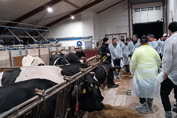Grupp besökare i skyddsplastrockar står i ett kostall och lyssnar på en guide, medan svartvita kor ligger i bås längs gången. Industriell ladugårdsmiljö med foder, grindar och mjölkningsutrustning.