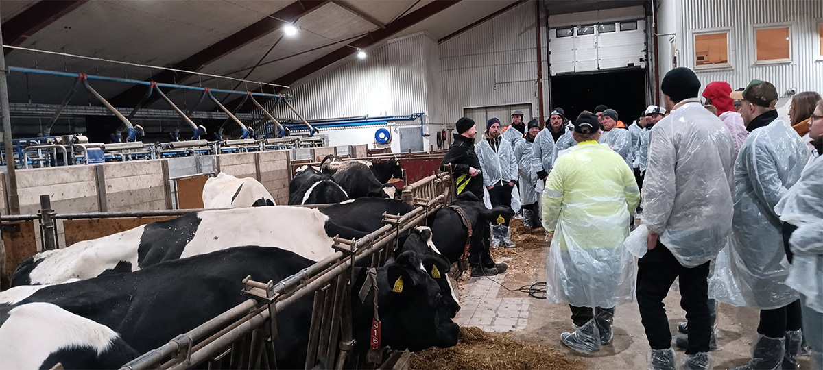 Grupp besökare i skyddsplastrockar står i ett kostall och lyssnar på en guide, medan svartvita kor ligger i bås längs gången. Industriell ladugårdsmiljö med foder, grindar och mjölkningsutrustning.
