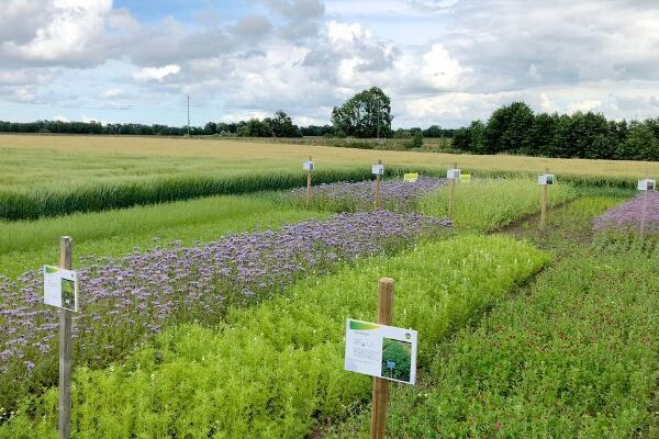 Fältförsök med flera odlingsrutor av olika grödor och blommande växter, markerade med träpålar och skyltar. Rutorna ligger i ett öppet jordbrukslandskap med åker, träd i fjärran och molnig himmel.