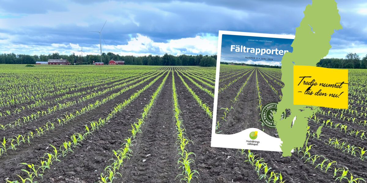 Rader av späda gröna plantor växer i en plöjd åker med gårdsbyggnader och vindkraftverk i bakgrunden. Överlagrat syns omslaget “Fältrapporten, nummer 3 – juni 2026” samt texten “Tredje numret – läs den nu!”.