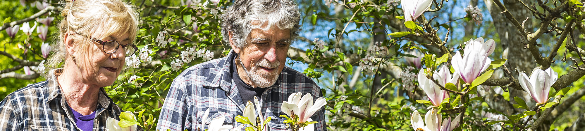 Two older adults in plaid shirts stand close together, looking down as they examine blooming magnolia branches. Sunlight highlights pink-and-white flowers and fresh green leaves around them, suggesting a calm spring garden setting.