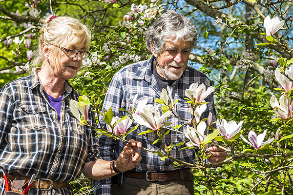 Two older adults stand in a leafy garden, gently holding and examining branches of pink-and-white magnolia blossoms, as sunlight filters through the foliage, suggesting a calm springtime stroll and shared interest in the flowers.