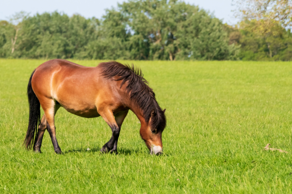 Brown horse lowers its head to graze on fresh green grass in an open pasture, standing in sunlight with its dark mane falling forward, while a line of leafy trees forms the background.
