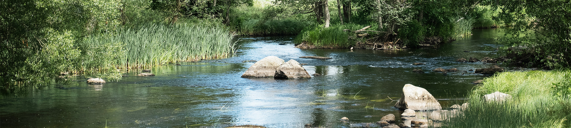 Slow-moving river flows past large pale boulders, reflecting the sky as it winds through lush green reeds and trees. Sunlit banks and overhanging branches frame the calm, natural woodland stream scene.