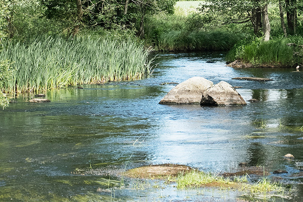 Clear river water flows past two large boulders in the center channel, bordered by tall reeds and grasses on the left and leafy trees along both banks, creating a calm, sunlit woodland stream scene.