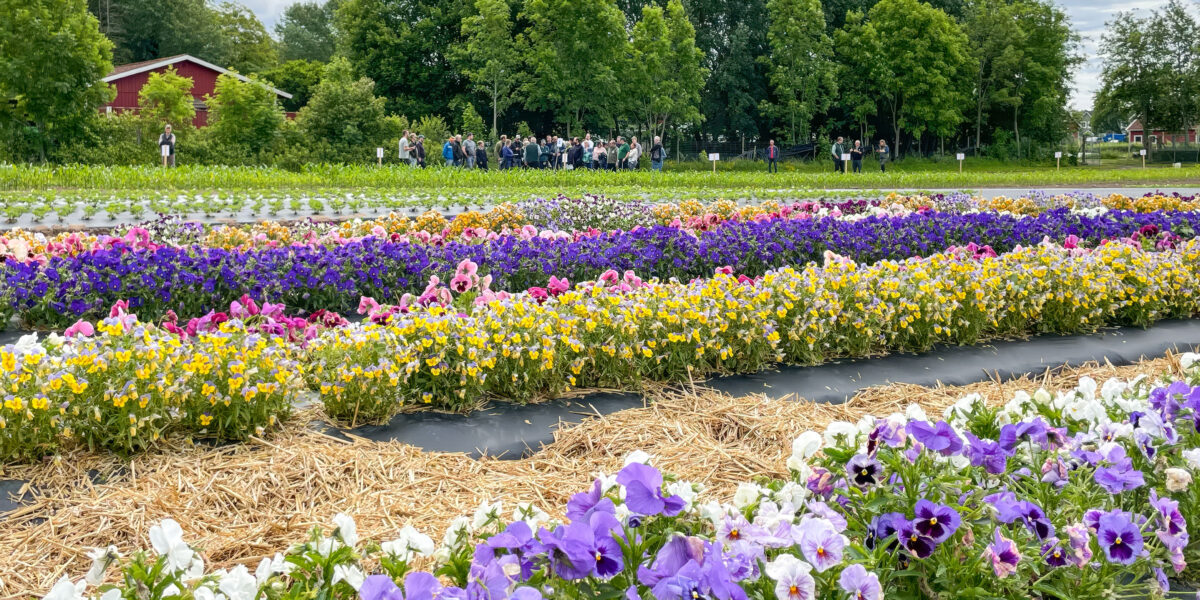 En grupp med människor som lyssnar på en föreläsare bland fält och blommor på Torslunda Försöksstation under Grovfoderdagen