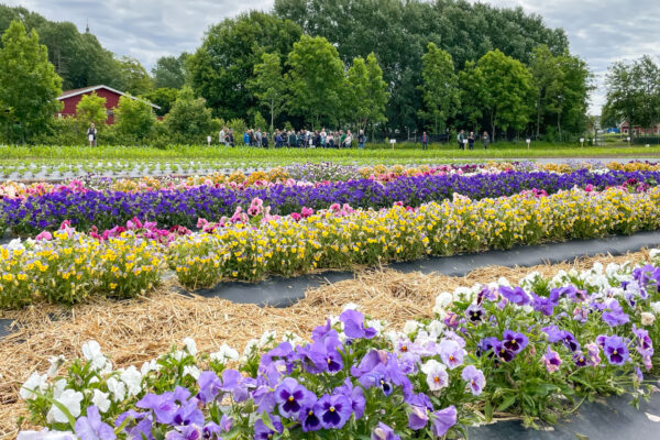 En grupp med människor som lyssnar på en föreläsare bland fält och blommor på Torslunda Försöksstation under Grovfoderdagen