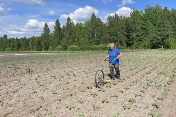 Kvinna i blå pikétröja går mellan rader av små plantor och drar en manuell hjulhacka för ogräsrensning på en åker. I bakgrunden syns grön skogskant och blå himmel med vita moln.