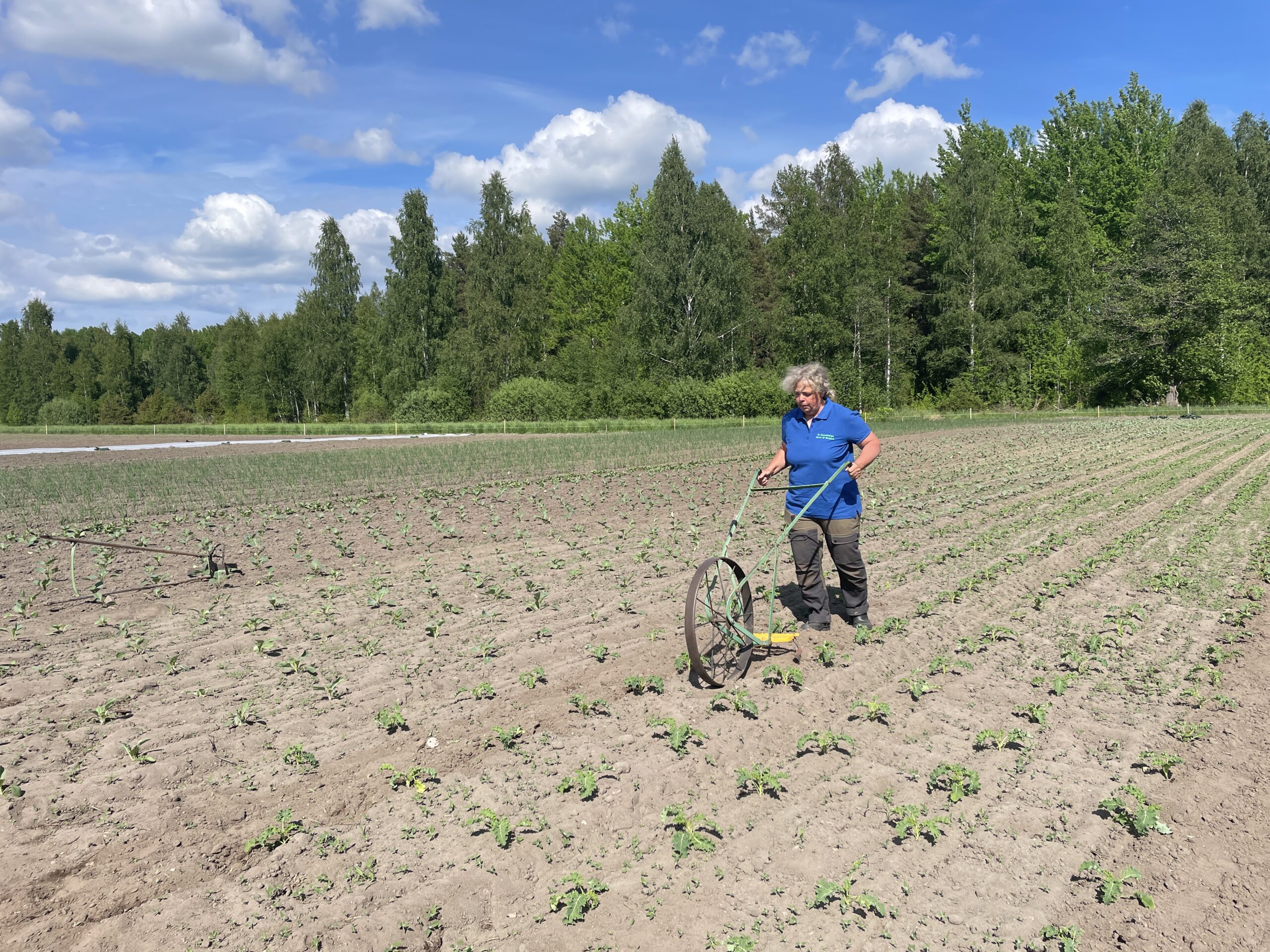 Kvinna i blå pikétröja går mellan rader av små plantor och drar en manuell hjulhacka för ogräsrensning på en åker. I bakgrunden syns grön skogskant och blå himmel med vita moln.