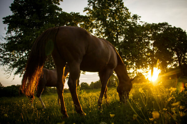 Two horses graze in a grassy meadow, heads lowered as they feed. Warm sunset light flares through tall trees behind them, creating a backlit silhouette and highlighting the horses’ tails and wildflowers.