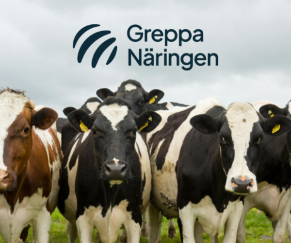 A herd of dairy cows stands facing the camera in a grassy pasture under a cloudy sky. Text at top reads “Greppa Näringen” with a curved logo above the cows.