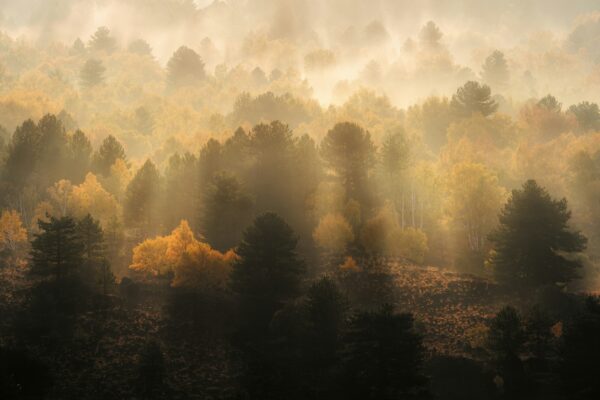 Misty forested hillside with dark pine trees and golden autumn foliage fading into the distance, as soft morning fog drifts between layers of treetops and sunlight warms the hazy, muted landscape.