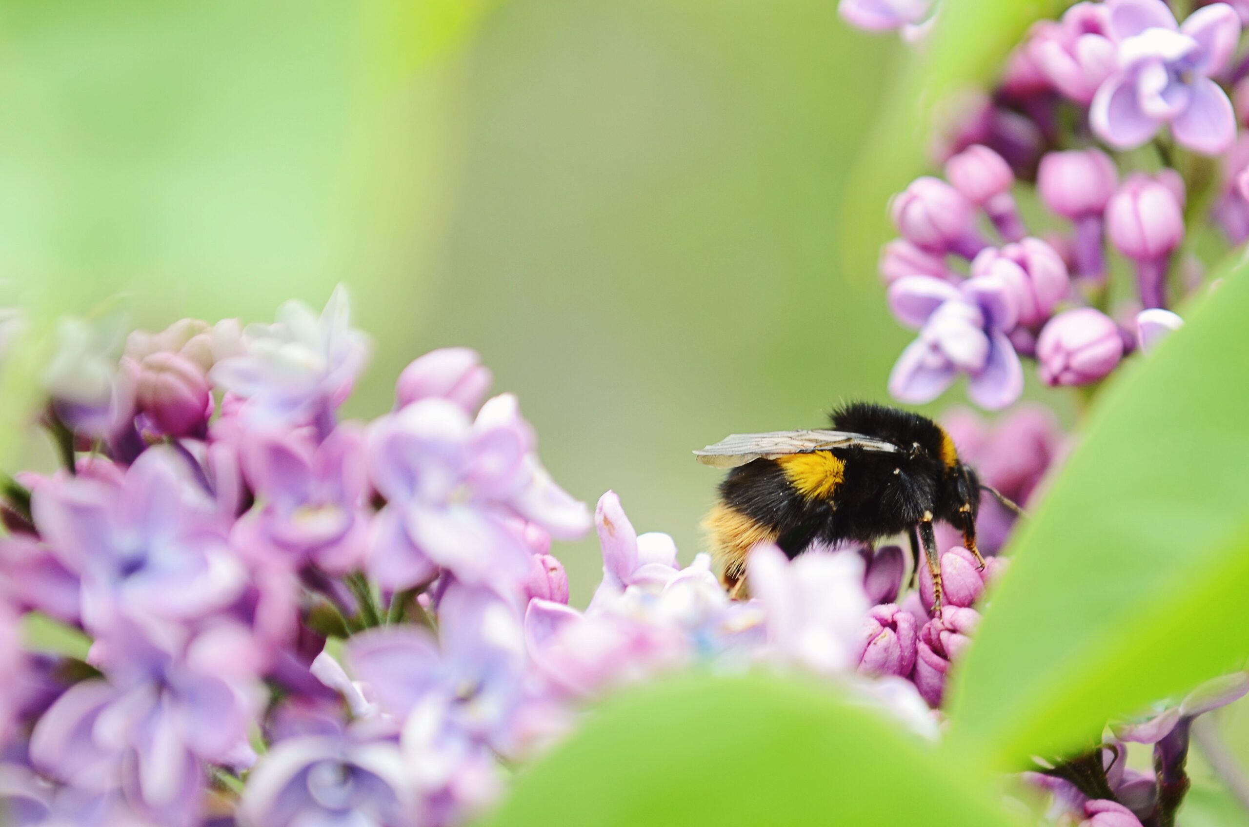 En humla med svart och gul päls sitter och samlar nektar i lila blomklasar. Närbild med mjuk, suddig grön bakgrund och flera blommor i förgrunden som ramar in insekten.