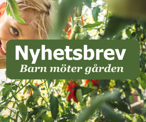 Smiling child peeks through lush tomato plants in a greenhouse, surrounded by green leaves and red tomatoes. Overlaid text in a green banner reads “Nyhetsbrev” and “Barn möter gården,” suggesting a farm-themed newsletter header.