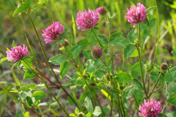 Pink red clover blossoms bloom on thin green stems, rising above trifoliate leaves. Several round flower heads at different stages catch sunlight, with softly blurred grass and wild plants forming a natural meadow background.