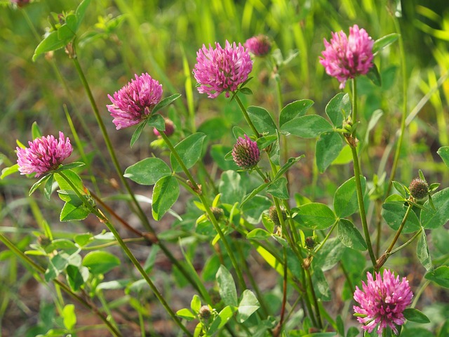 Pink red clover blossoms bloom on thin green stems, rising above trifoliate leaves. Several round flower heads at different stages catch sunlight, with softly blurred grass and wild plants forming a natural meadow background.