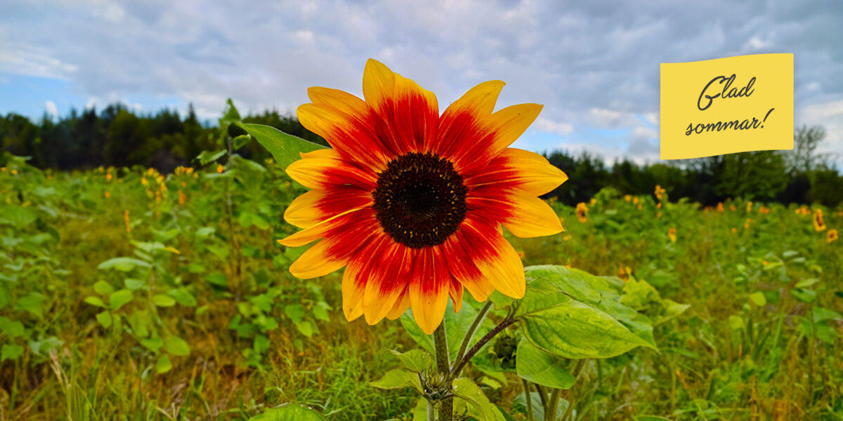 Stor solros med rödorange och gula kronblad står i förgrunden på en grön solrosåker under molnig himmel. I övre högra hörnet syns en gul lapp med texten: ”Glad sommar!”.