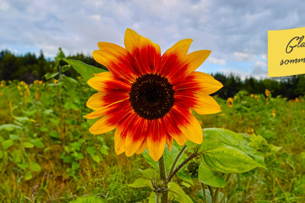Stor solros med rödorange och gula kronblad står i förgrunden på en grön solrosåker under molnig himmel. I övre högra hörnet syns en gul lapp med texten: ”Glad sommar!”.