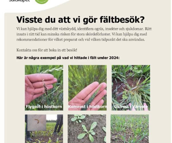 Hushållningssällskapet poster promotes farm field visits: “Visste du att vi gör fältbesök?” explaining help with crop protection, weeds, insects, and diseases, with 2024 examples: “Flygsot i höstkorn,” “Kornrost i höstkorn,” “Gulrost i vårvete,” “Knäpparlarver i majs,” “Lomme,” “Vitgröe i stråsäd.”