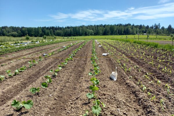 Nyanlagda odlingsrader med små gröna plantor växer i upphöjda bäddar, markerade med vita säckar och en slang tvärs över fältet. I bakgrunden syns öppna ängar, skogskant och blå himmel.