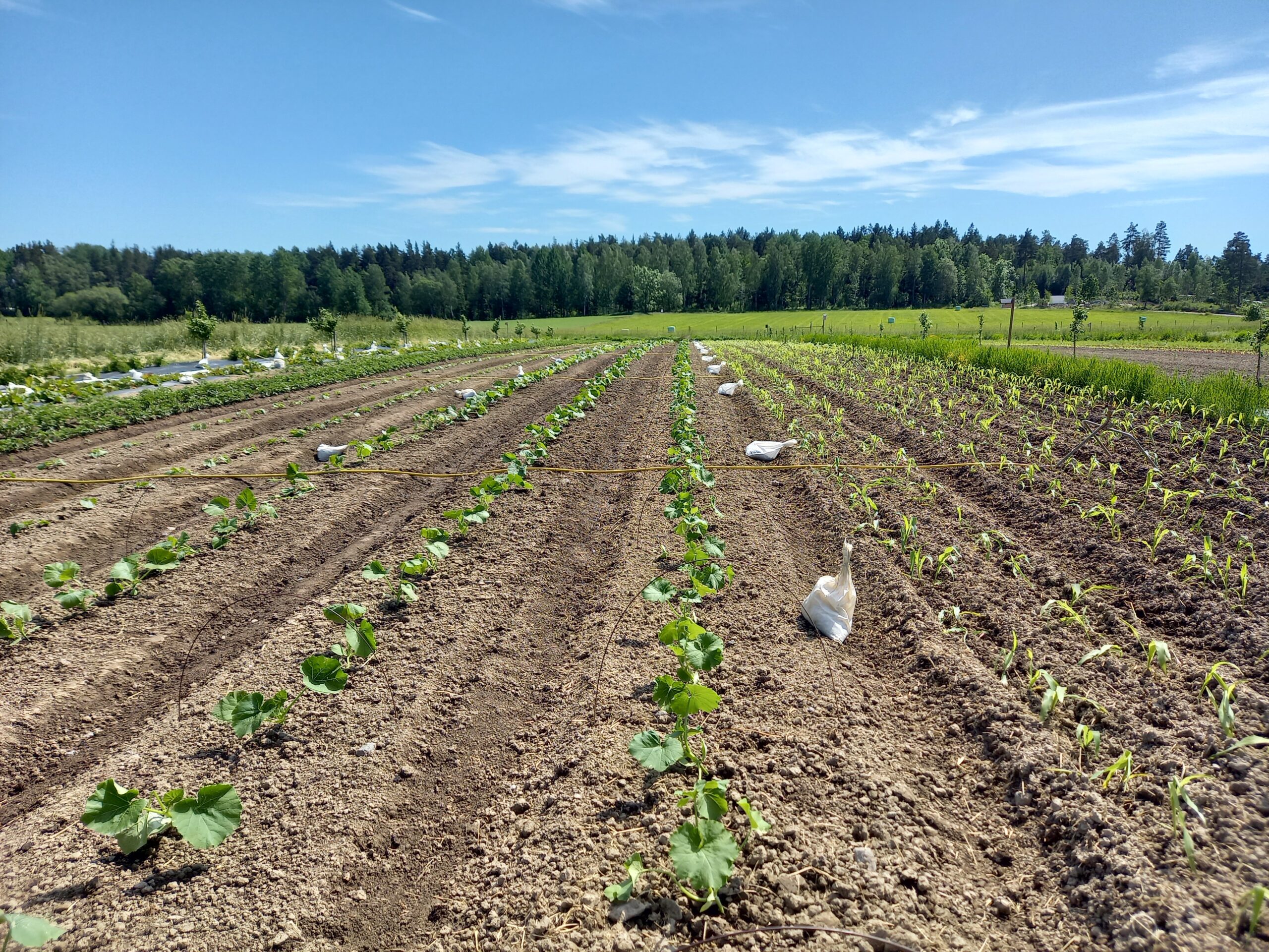 Nyanlagda odlingsrader med små gröna plantor växer i upphöjda bäddar, markerade med vita säckar och en slang tvärs över fältet. I bakgrunden syns öppna ängar, skogskant och blå himmel.