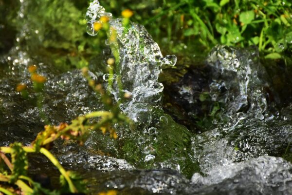 Clear stream water bubbles and splashes over mossy rocks, flowing past green grass and small yellow wildflowers. Close-up view captures sparkling droplets and movement, suggesting a wetland edge in bright sunlight.