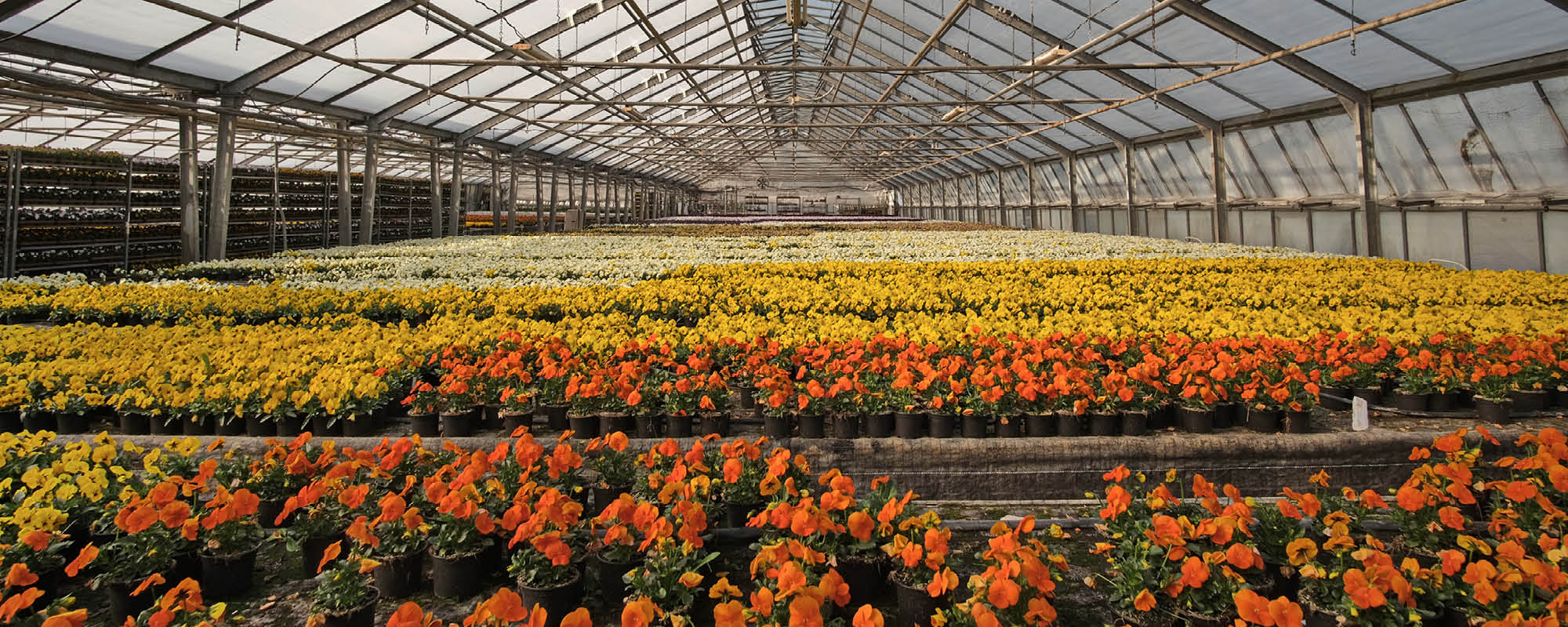 Ett stort växthus fyllt med blommande penséer i orange, gula och vita nyanser. Blommorna står i långa, symmetriska rader under ett högt glastak med stålkonstruktion och sträcker sig mot växthusets bortre ände.