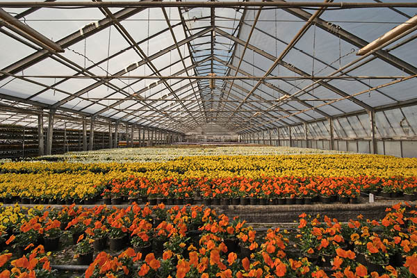 Ett stort växthus fyllt med blommande penséer i orange, gula och vita nyanser. Blommorna står i långa, symmetriska rader under ett högt glastak med stålkonstruktion och sträcker sig mot växthusets bortre ände.