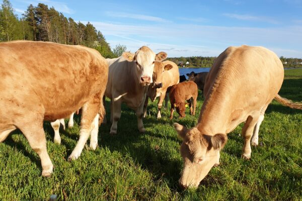 Flock kor betar på en grön äng; en ljus ko i mitten tittar rakt mot kameran medan andra kor och en kalv äter gräs. I bakgrunden syns en sjö, skog och några hus under blå himmel.