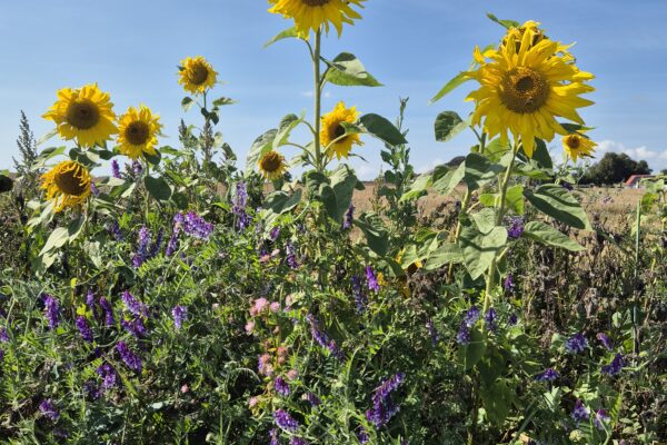 Solrosor med stora gula kronor sträcker sig upp och vajar lätt i en blomremsa, omgivna av lila vilda blommor och grön vegetation, med åkerlandskap och klarblå himmel i bakgrunden.