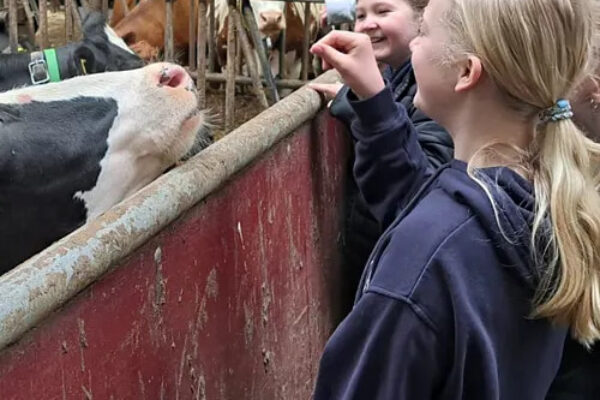 Två barn vid ett stallstaket sträcker fram handen för att mata en ko som sticker fram nosen över en röd träskiva. Fler kor syns i bakgrunden, och barnen ler i en ladugårdsmiljö.