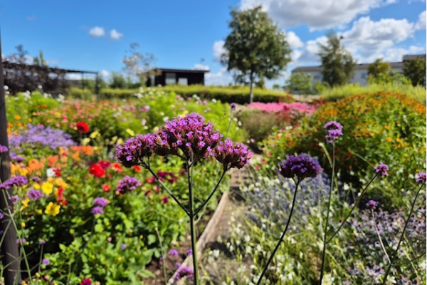Lila blommor i förgrunden står i skärpa och rör sig lätt i vinden, medan en färgstark blomsterodling breder ut sig bakom. I bakgrunden syns träd, en liten byggnad och blå himmel med moln.