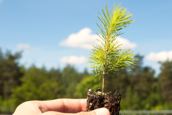 Hand håller upp en liten tallplanta med rotklump och jord, som växer rakt upp med ljusgröna barr. I bakgrunden syns suddig skog och en blå himmel med vita moln.
