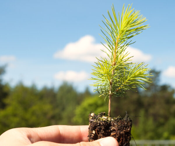 Hand håller upp en liten tallplanta med rotklump och jord, som växer rakt upp med ljusgröna barr. I bakgrunden syns suddig skog och en blå himmel med vita moln.