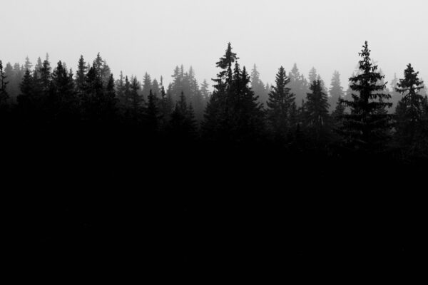 Mörka siluetter av täta granar och tallar reser sig ur dimman och bildar en skogshorisont. Diset skapar lager av träd i bakgrunden under en ljus, grå himmel, med stillsam och dämpad stämning.