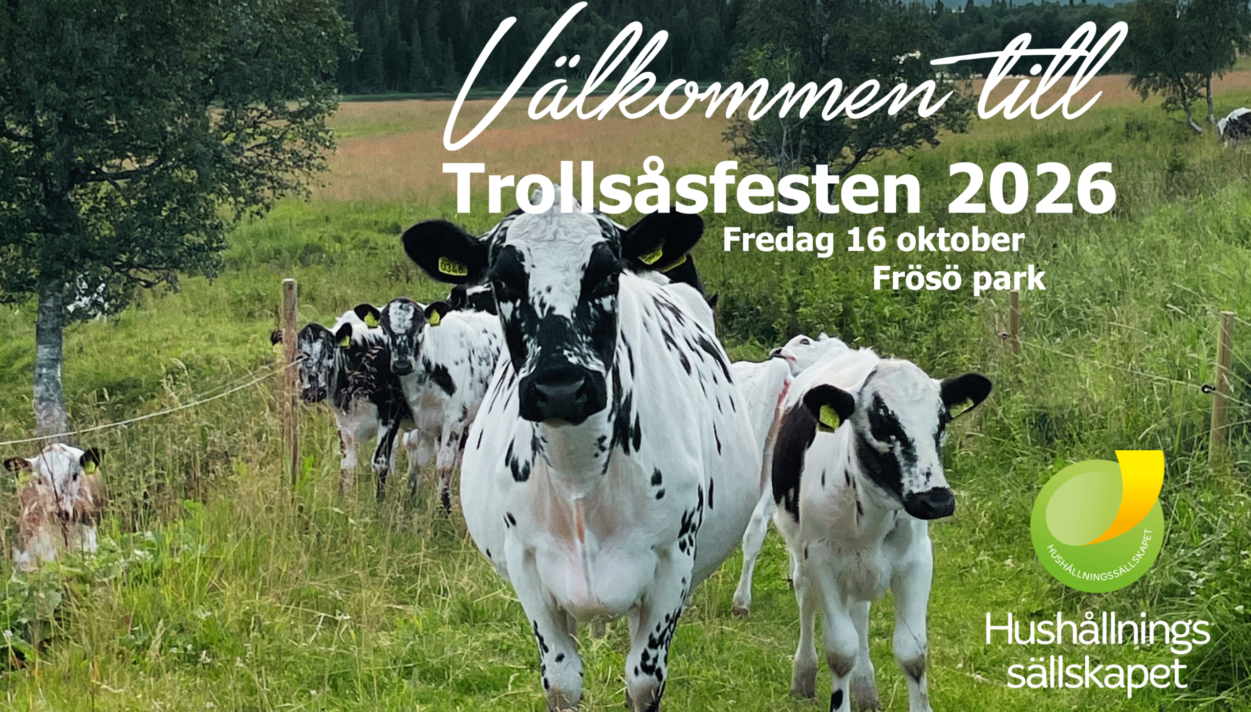 Svartvita kor går mot kameran i en grön hage med träd och stängsel. Text: “Välkommen till Trollsåsfesten 2026”, “Fredag 16 oktober”, “Frösö park”. Logotyp och text: “Hushållningssällskapet”.